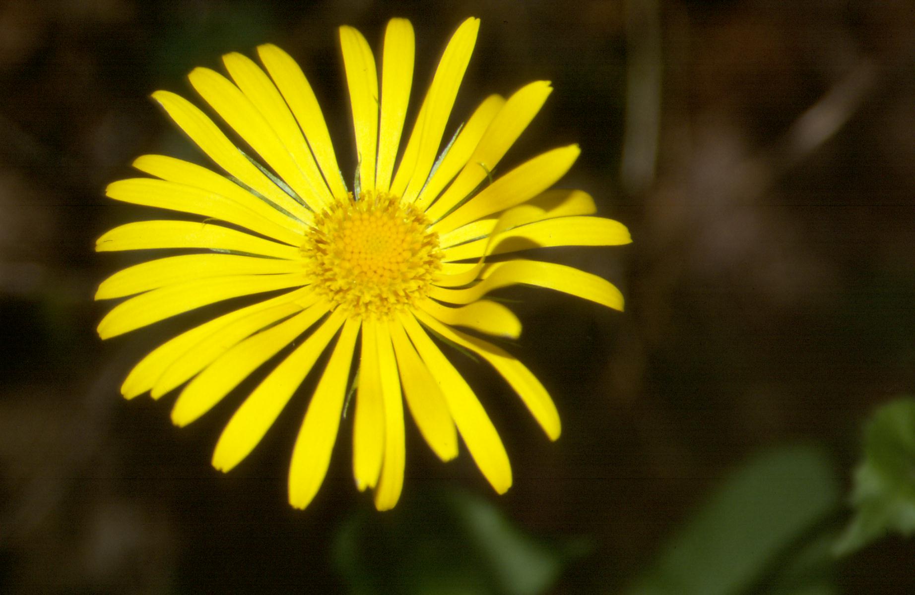 Doronicum columnae / Doronico di Colonna